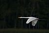 Wie ein Pfeil fliegt ein schneeweißer Reiher mit gelbem Schnabel durchs Bild. Sein Körper ist langgestreckt, die Flügel schlagen kraftvoll. Vor dem fast schwarzen Hintergrund strahlt der Vogel förmlich.
