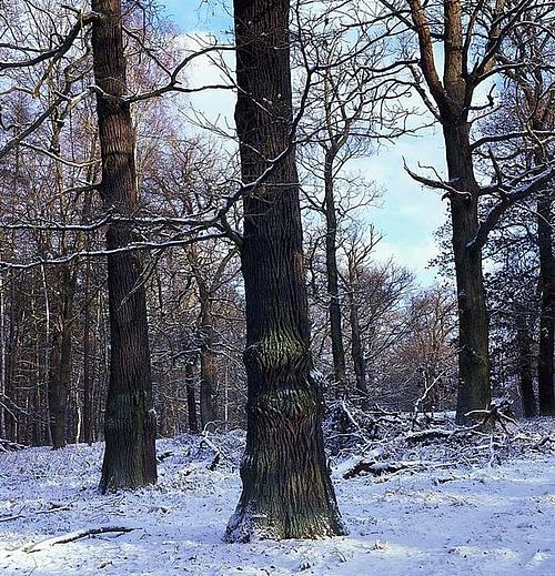 Winter in den Katzenbergen. Knorrig präsentieren sich die Alt-Eichen ( © W. Klaeber)