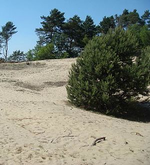 Sandoffenflächen der Binnendüne (Foto: G. Heyne)