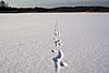 Eine Tritt- und Schleifspur führt über eine glatte, schneebedeckte Fläche Richtung Horizont, an dem ein dunkler Waldgürtel quert.