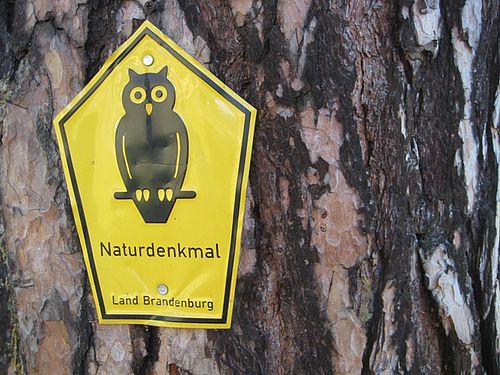 Naturdenkmalschild an der Backofenkiefer in Groß Köris (Foto: Sonnenberg)