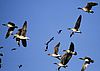fliegende Gänse am blauen Himmel