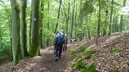 In einem grünen Buchenwald führt ein Wanderweg entlang, auf dem einige Wanderer laufen