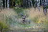 zwei Rehe auf einem Waldweg