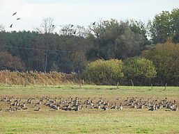 Foto: Theresa Schwalbe, Lizenz: NaturSchutzFonds Brandenburg